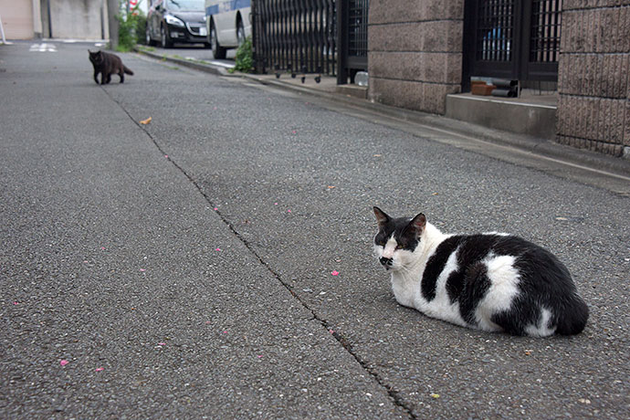 街のねこたち