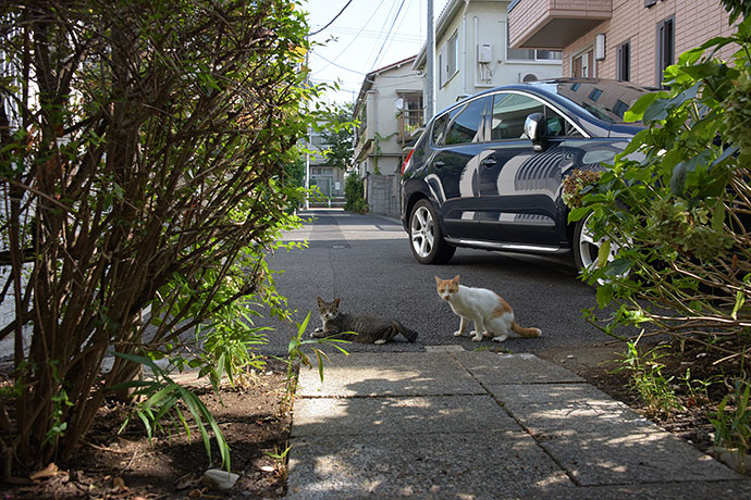 街のねこたち
