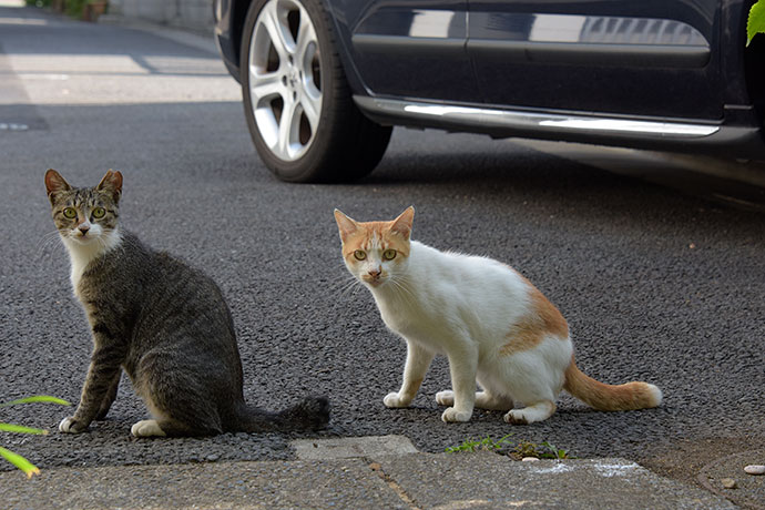 街のねこたち
