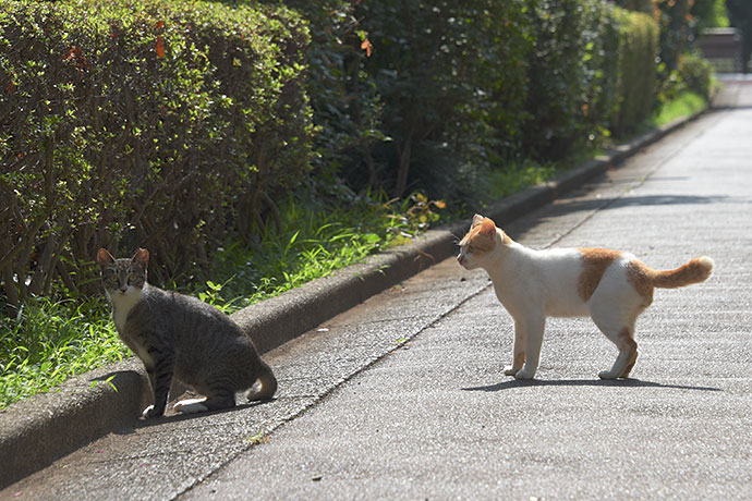 街のねこたち
