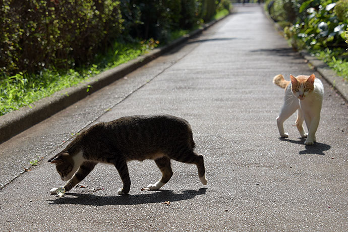 街のねこたち