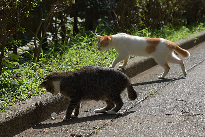 街のねこたち