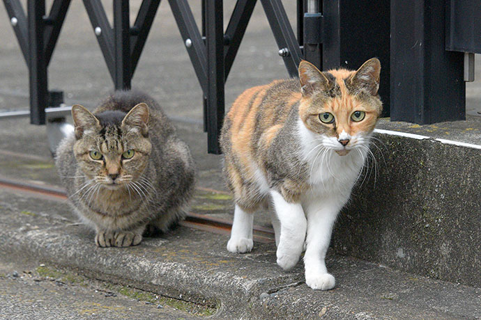 街のねこたち