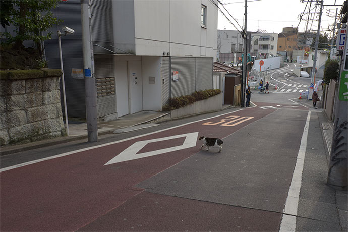 街のねこたち