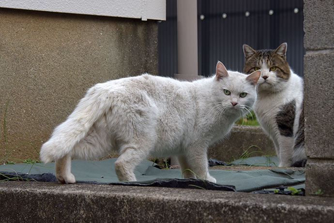 街のねこたち
