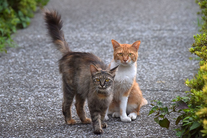街のねこたち