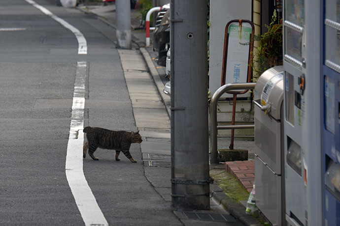 街のねこたち