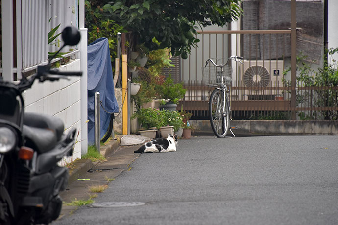 街のねこたち