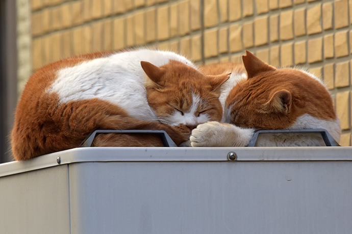 街のねこたち