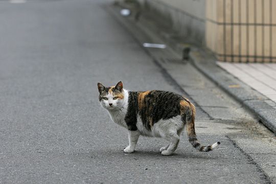 街のねこたち