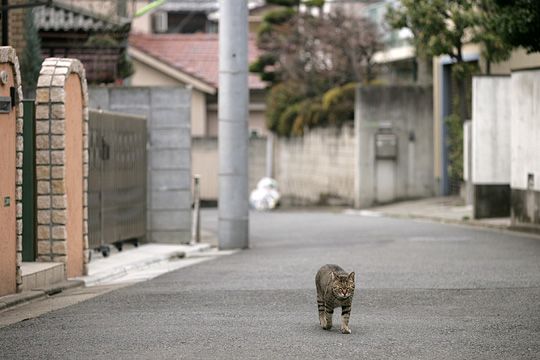 街のねこたち