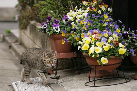 街のねこたち