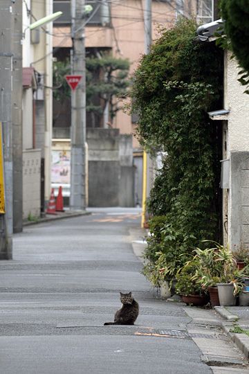 街のねこたち