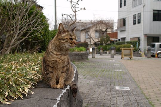 街のねこたち