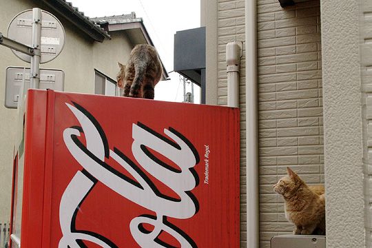 街のねこたち