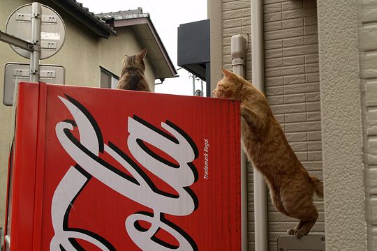 街のねこたち