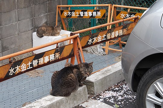 街のねこたち