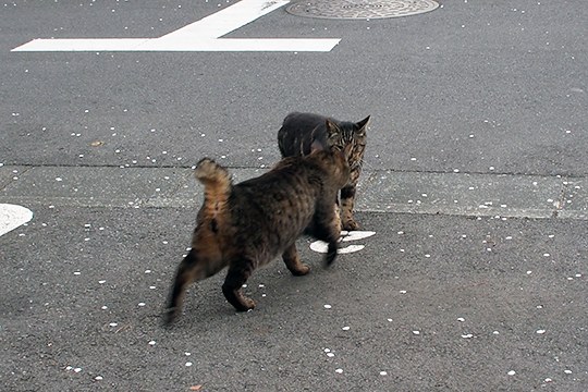 街のねこたち