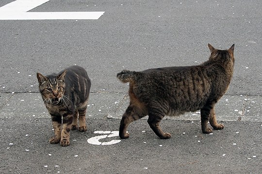 街のねこたち