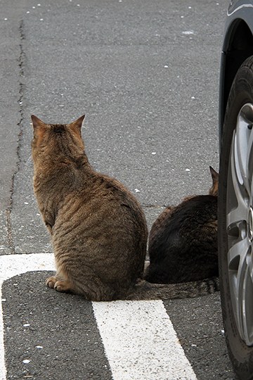 街のねこたち