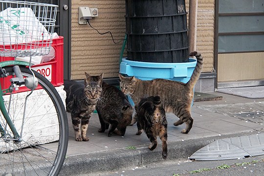 街のねこたち