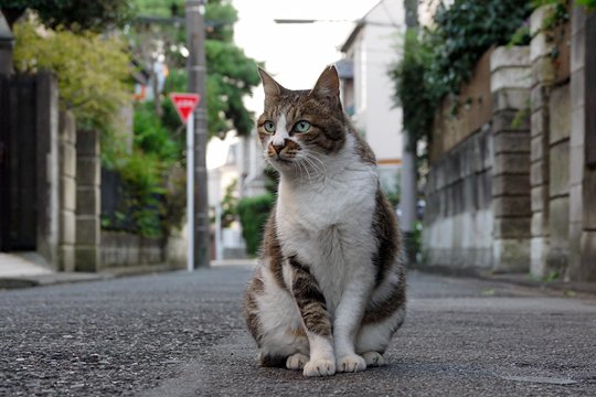 街のねこたち
