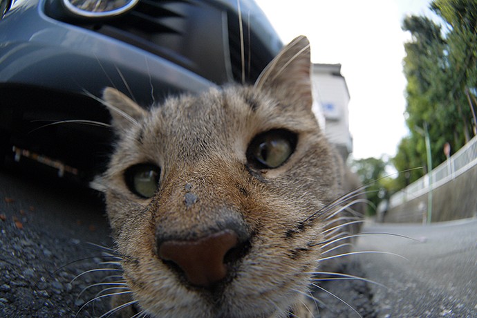 街のねこたち