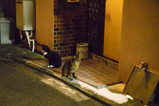 街のねこたち