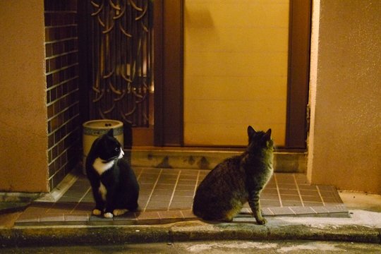 街のねこたち