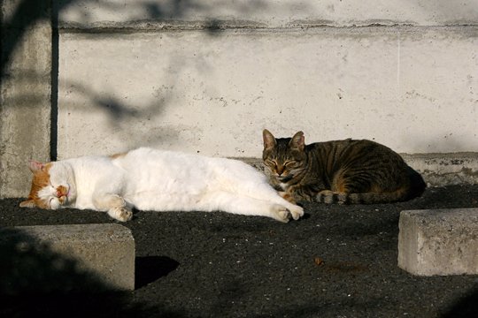 街のねこたち