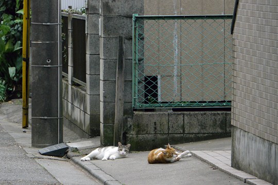 街のねこたち