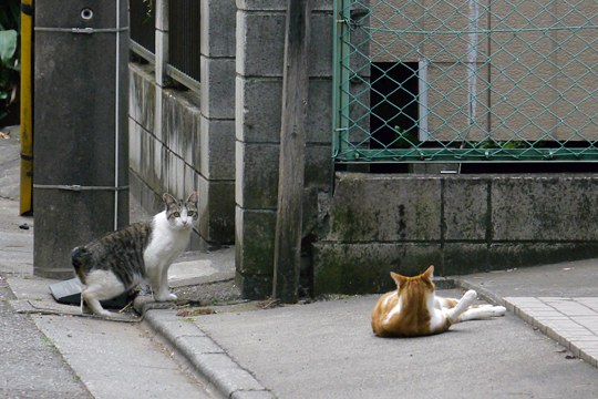 街のねこたち