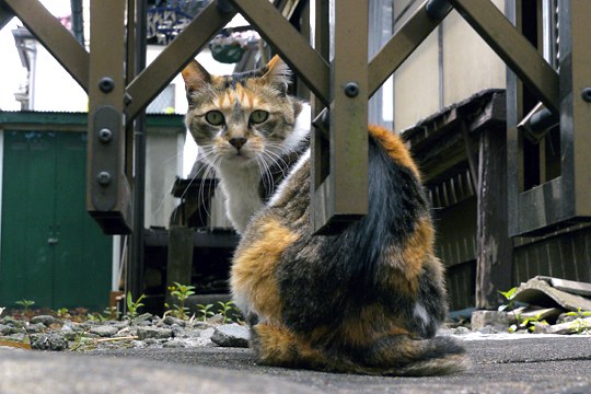 街のねこたち