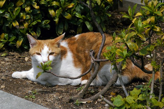 街のねこたち