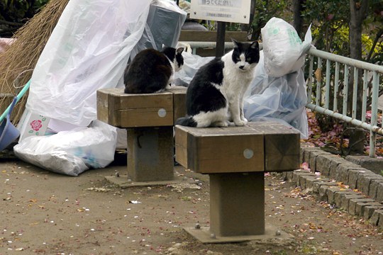 街のねこたち