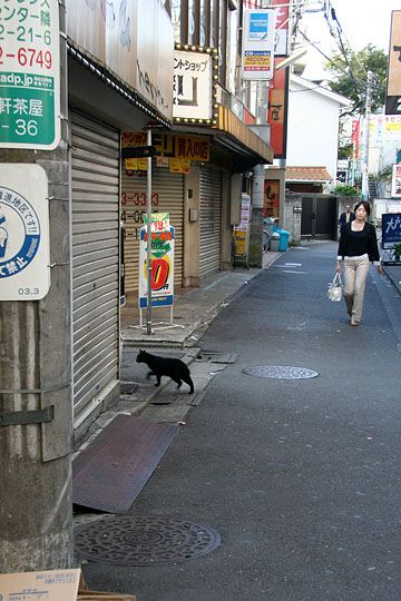 街のねこたち