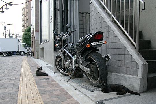 街のねこたち