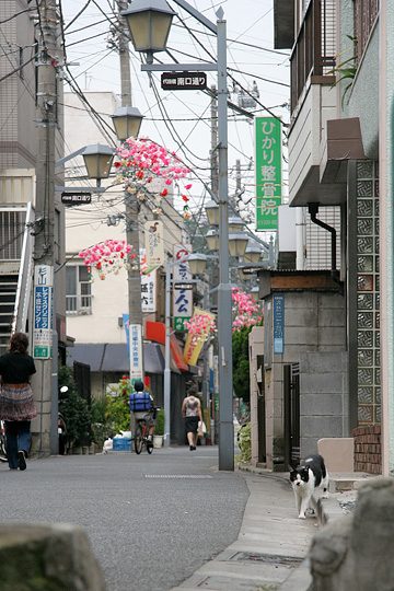 街のねこたち