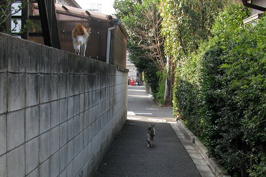 街のねこたち