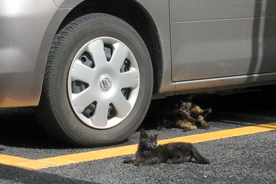 街のねこたち