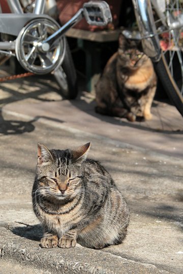 街のねこたち