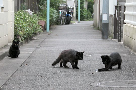 街のねこたち