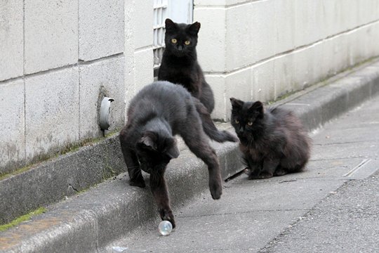 街のねこたち