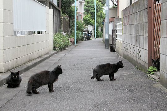 街のねこたち