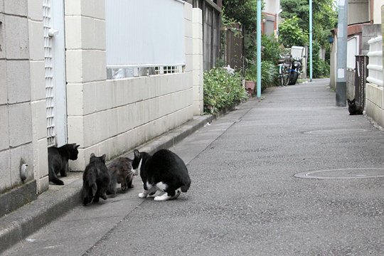 街のねこたち