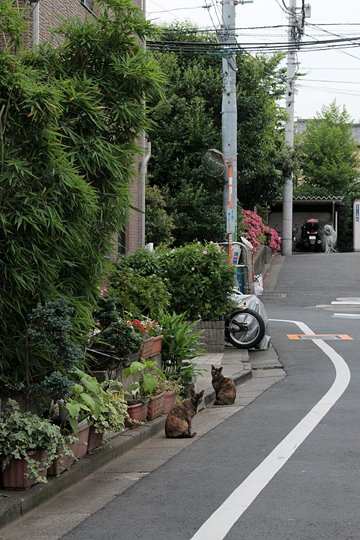 街のねこたち