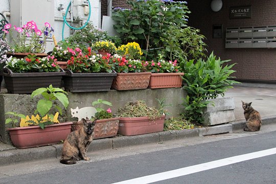 街のねこたち