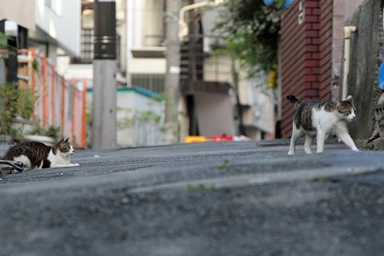 街のねこたち