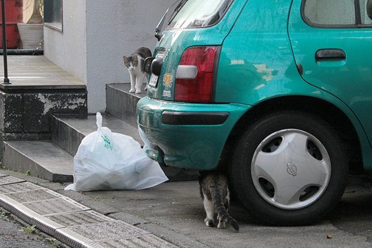 街のねこたち