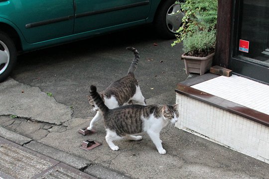 街のねこたち